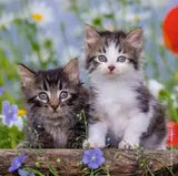 Cuddly Kittens_3 x 49 pc Puzzle