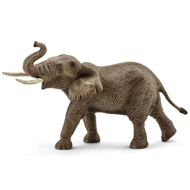 Male African Elephant