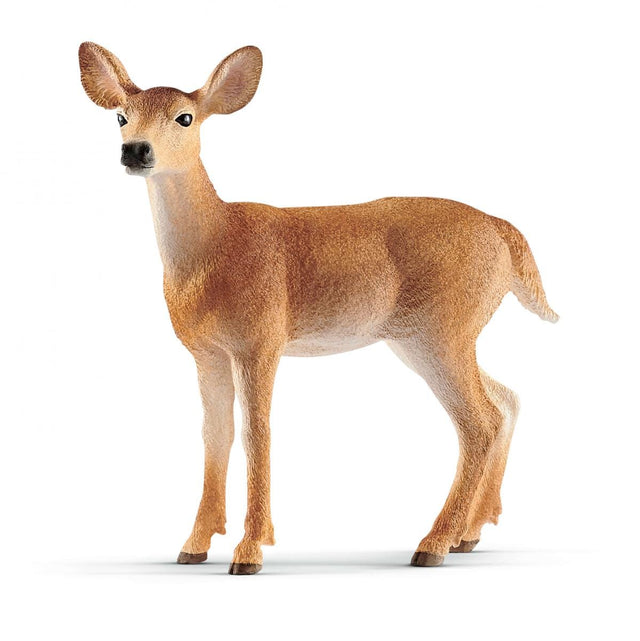 Doe White-Tailed