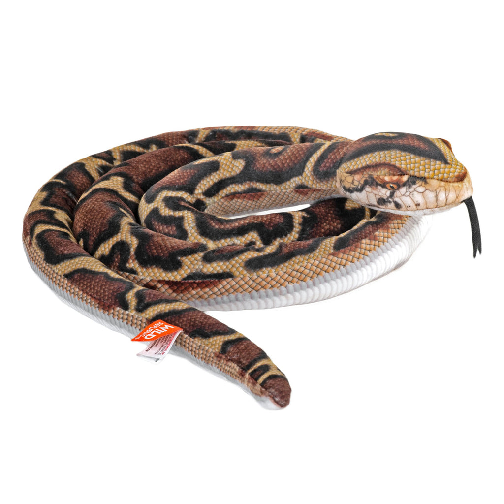 Snake-Living Burmese Python