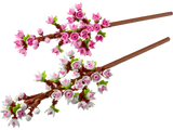 Cherry Blossoms