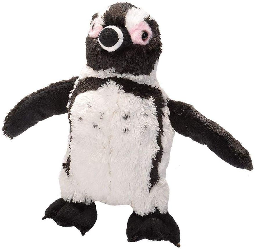 Black Footed Penguin - CK