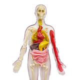 Ooze Labs: Visible Human Body with Squishable Orga