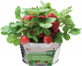 Strawberry Kids Mini Painted Basin
