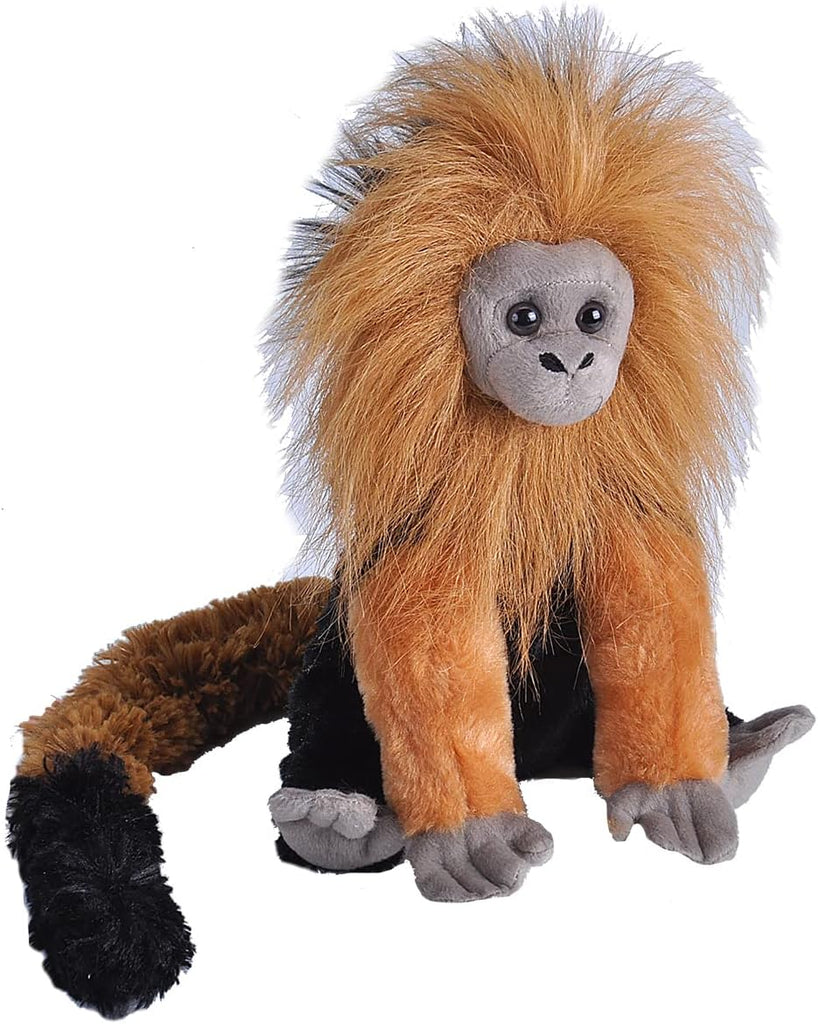 Golden Lion Tamarin - CK