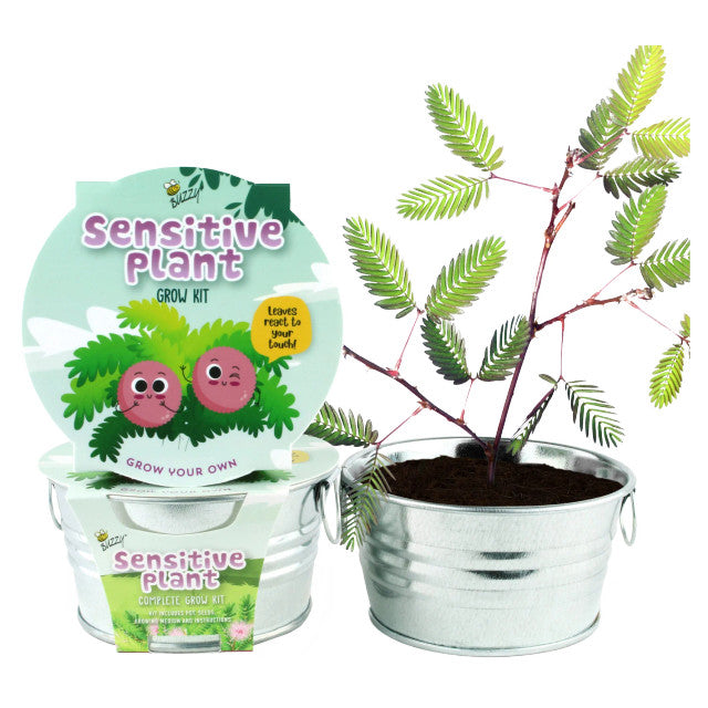 Sensitive Plant Kids Mini Painted Basin