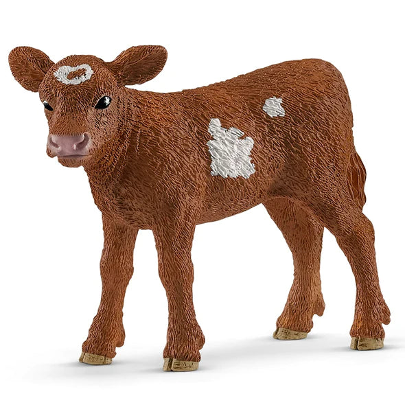 Calf Texas Longhorn