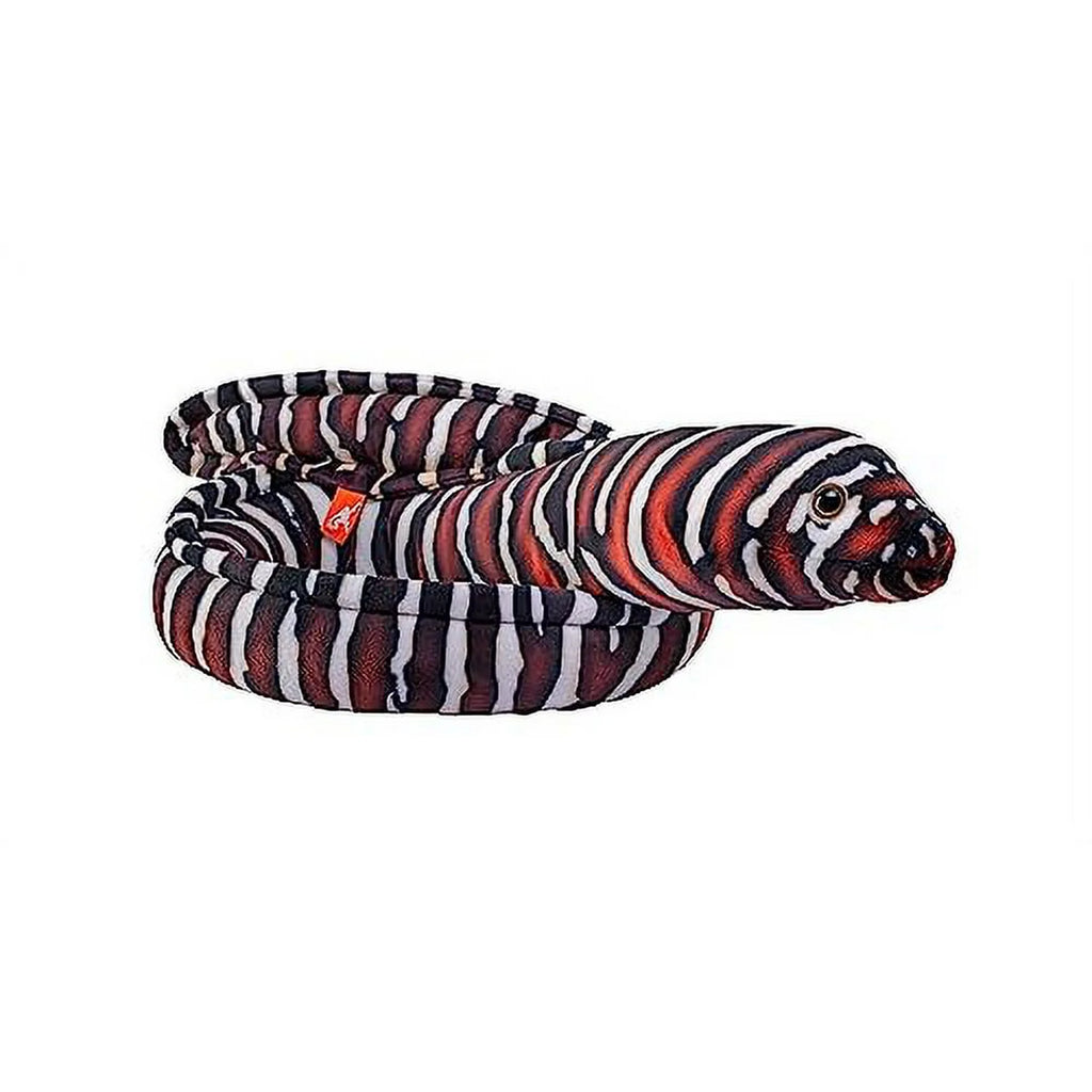 Eel Moray Zebra