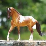 Red Dun Pintaloosa