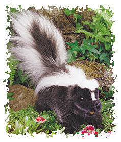 Skunk