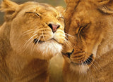 Loving Lions - 500pc.