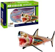 Great White Shark Anatomy