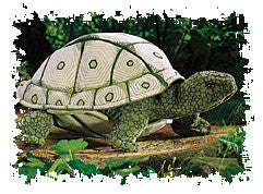 Tortoise