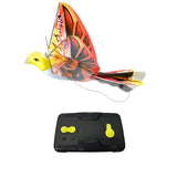 eBird Orange (Phoenix) RC