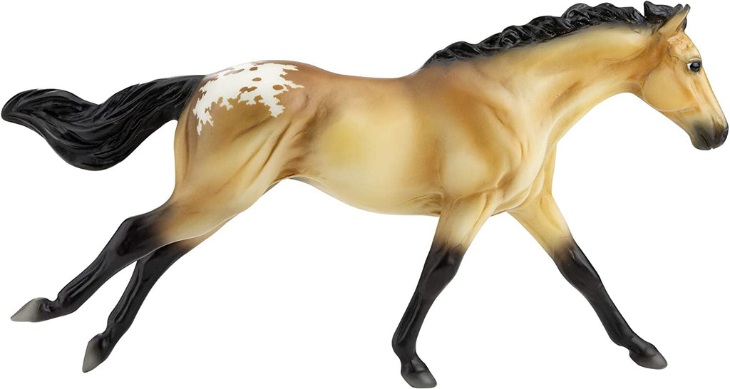 Buckskin Blanket Appaloosa