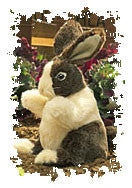 Baby Dutch Rabbit