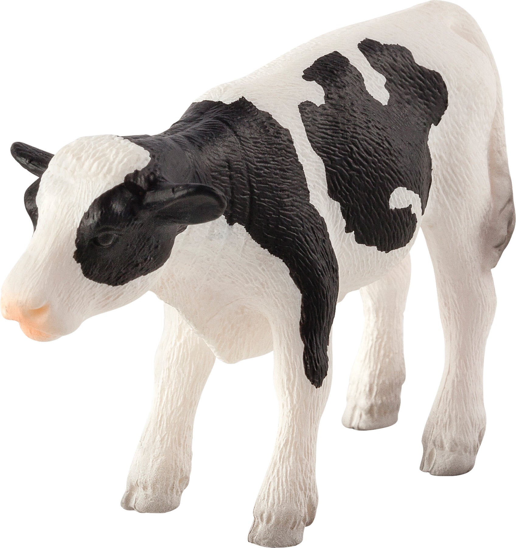 Holstein Calf standing