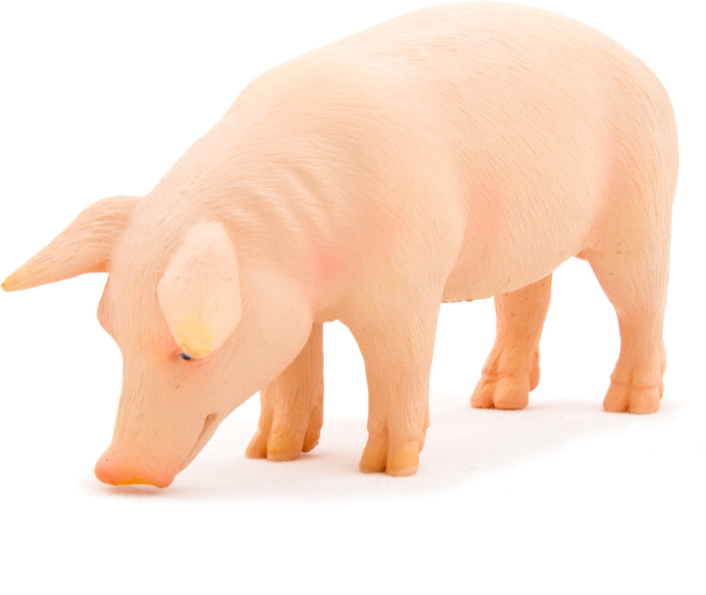Pig (Boar)