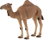 Arabian Camel
