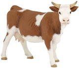 Simmental Cow