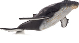 Humpback Whale
