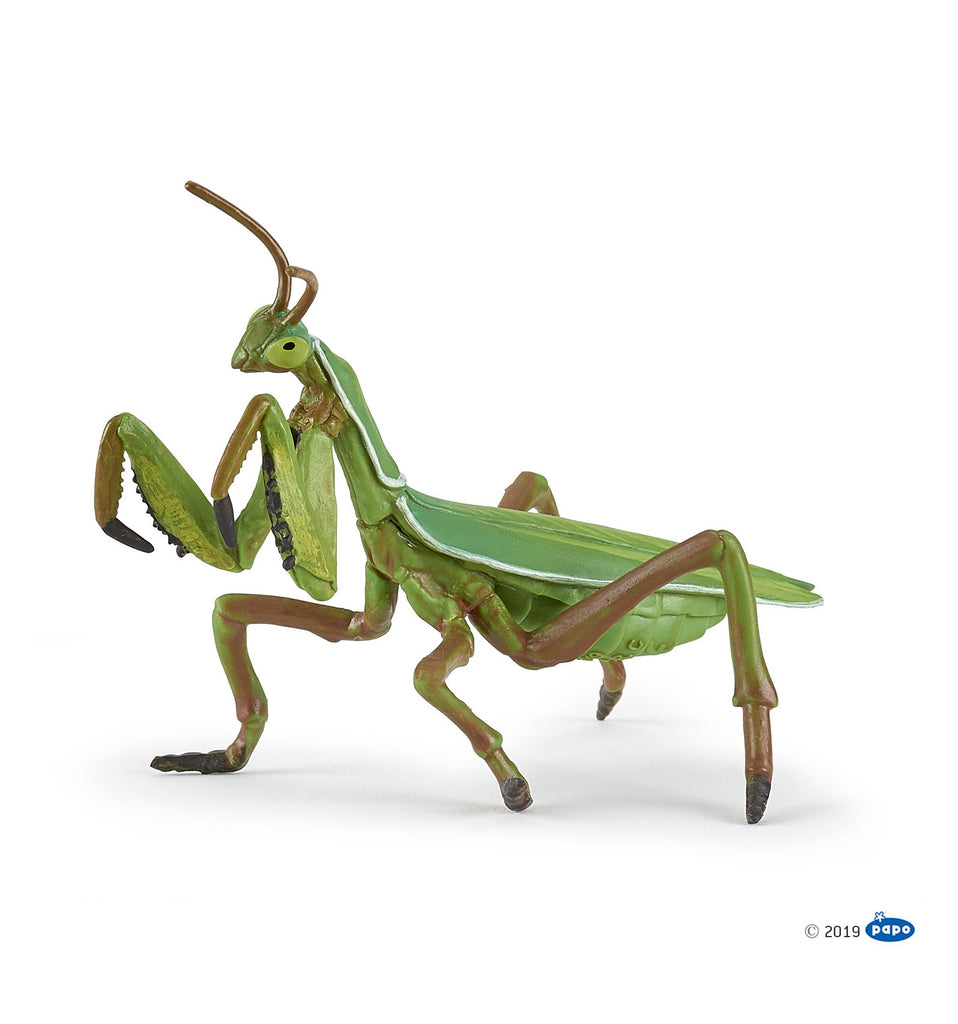Praying Mantis