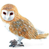 Barn Owl
