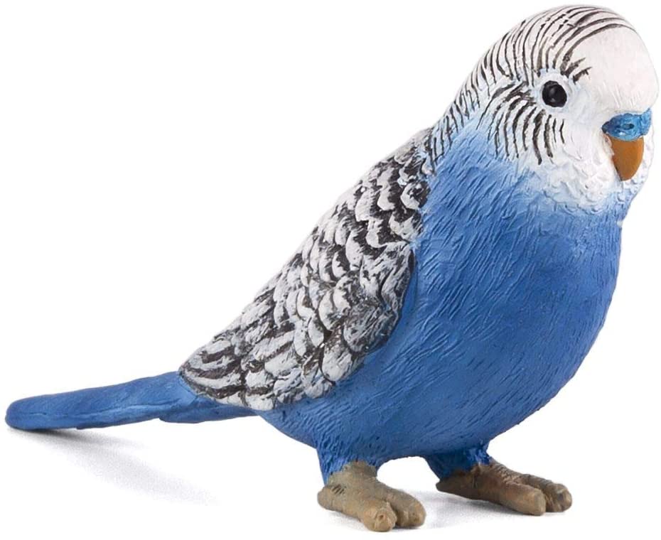Budgerigar (Blue)