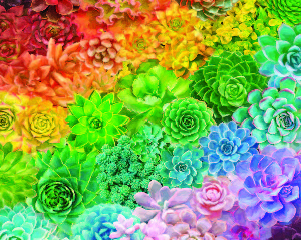 Succulent Rainbow- 1000 pc Puzzle