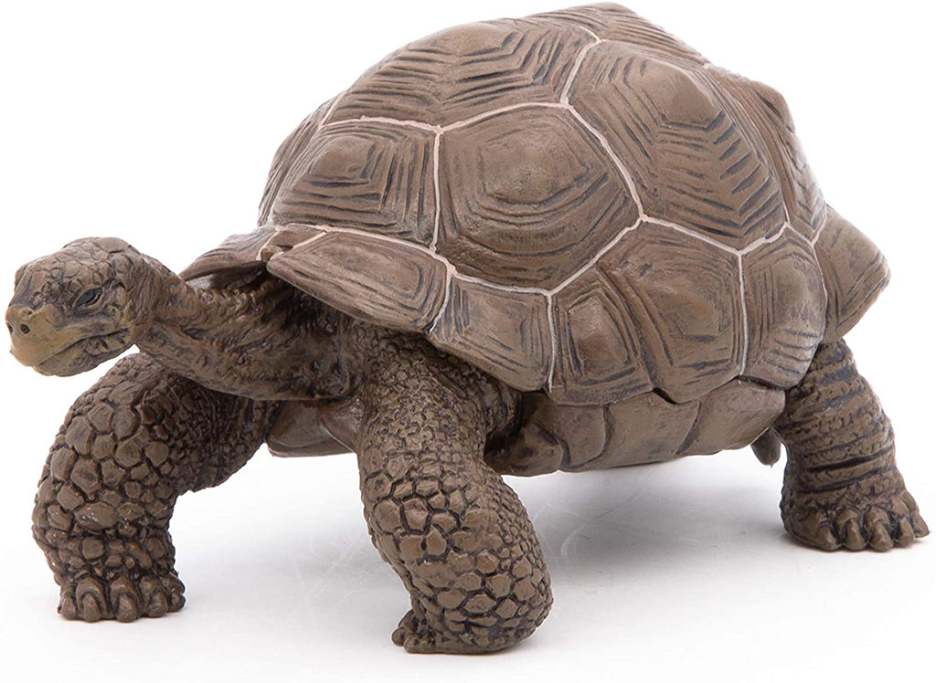 Galopogas Torteus