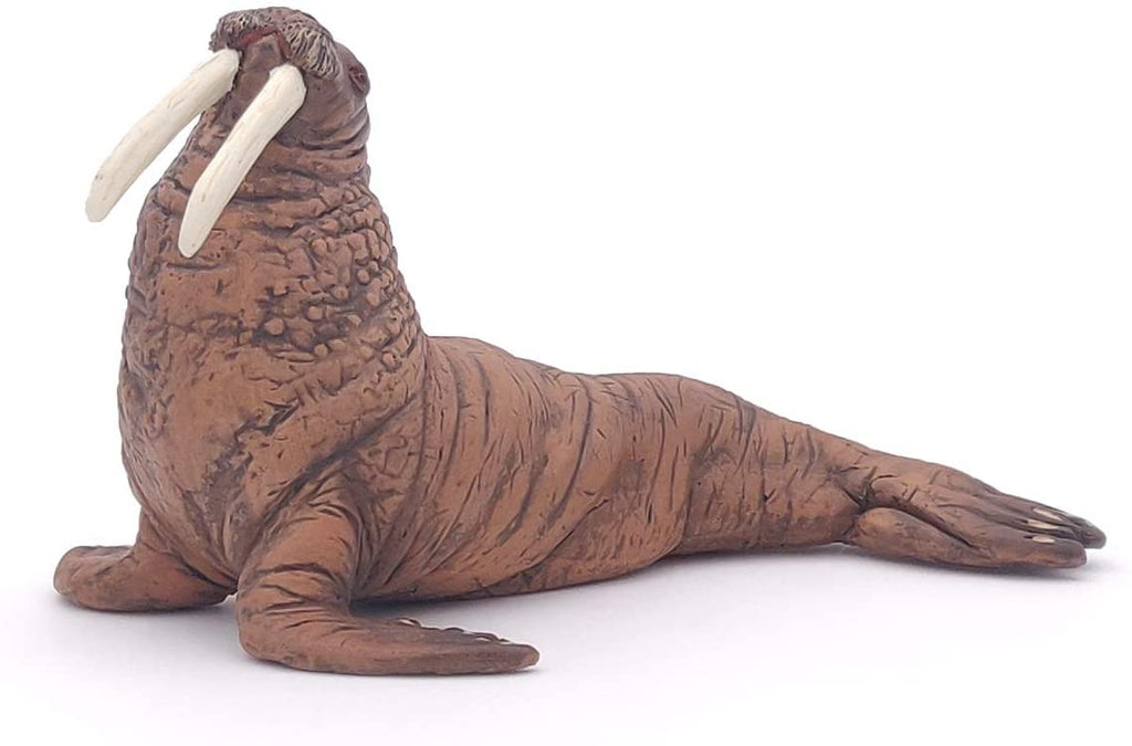 Walrus