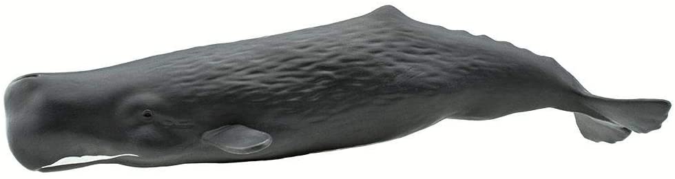 Sperm Whale